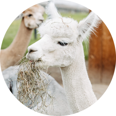 Boy-Patenschaften Boy-Patenschaften