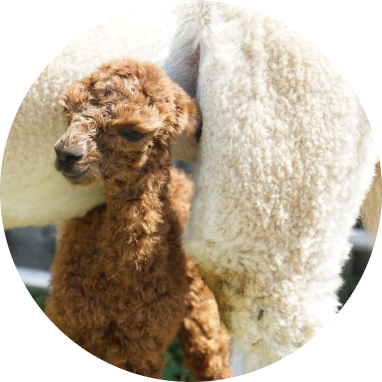 Fohlen-Patenschaften Fohlen-Patenschaften