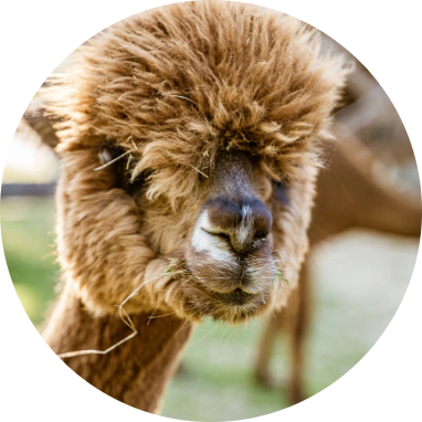 Girl-Patenschaften Girl-Patenschaften