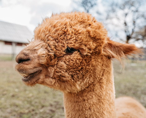 Sonnenland Alpakas_Weihnachten_26112023_LauraJagoschuetz_fullres-29